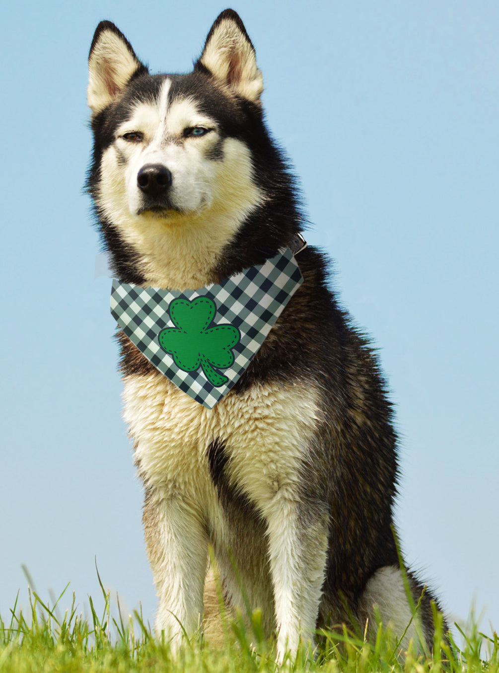 larger dog with scarf