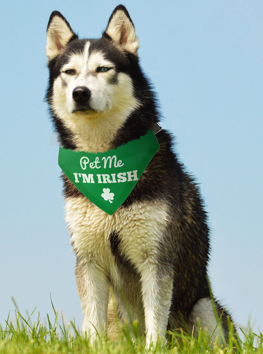 larger dog with scarf