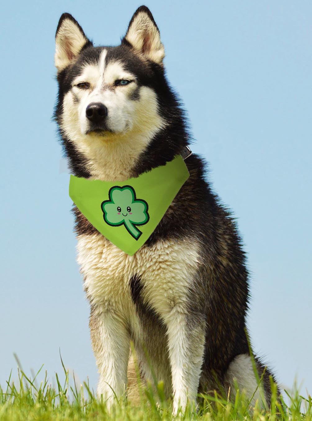 larger dog with scarf
