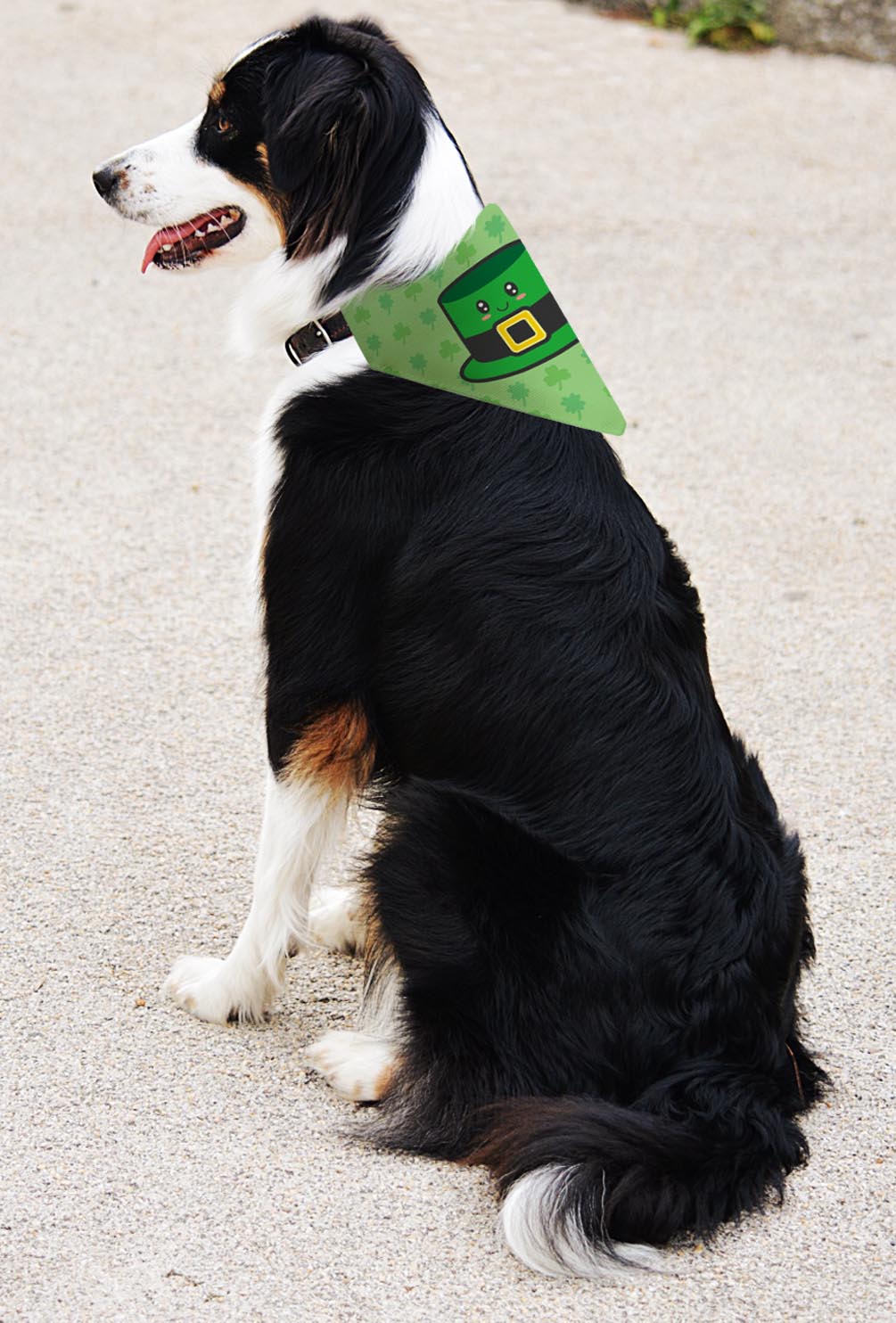 larger dog with scarf