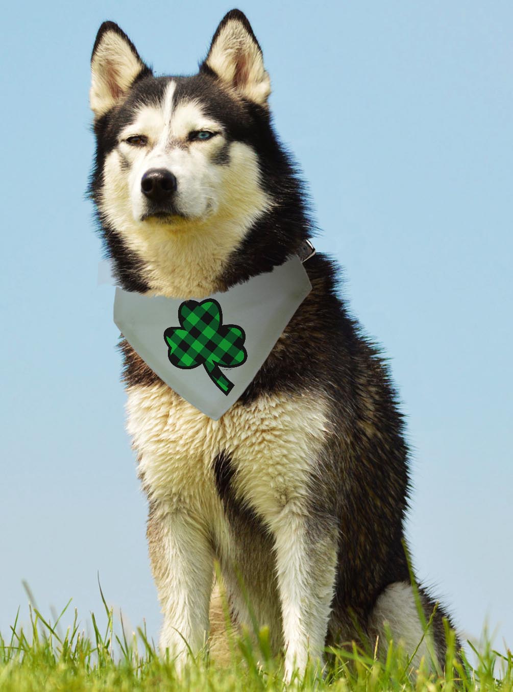 larger dog with scarf