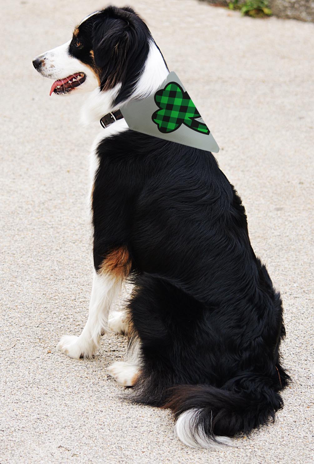 larger dog with scarf