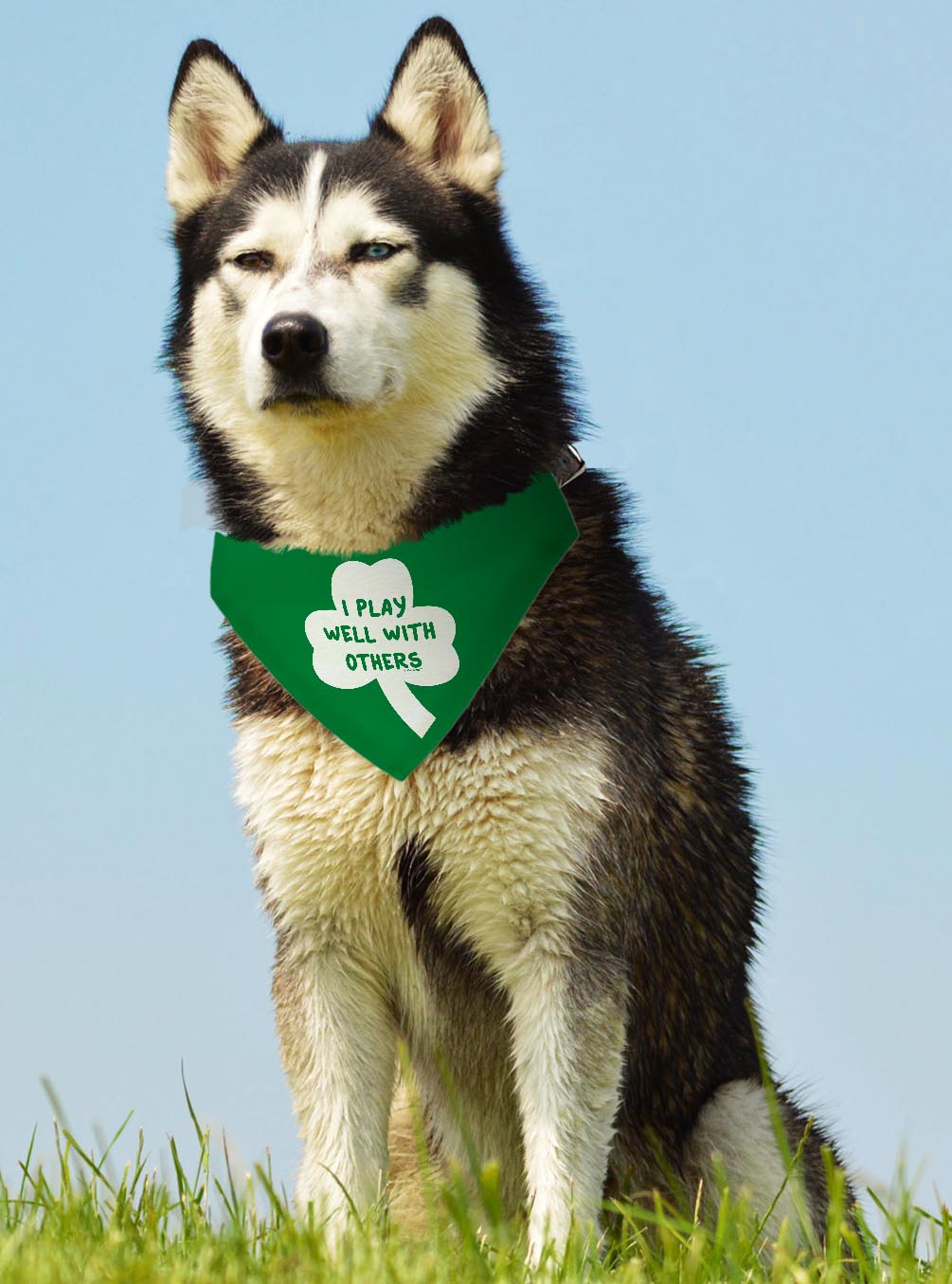 larger dog with scarf