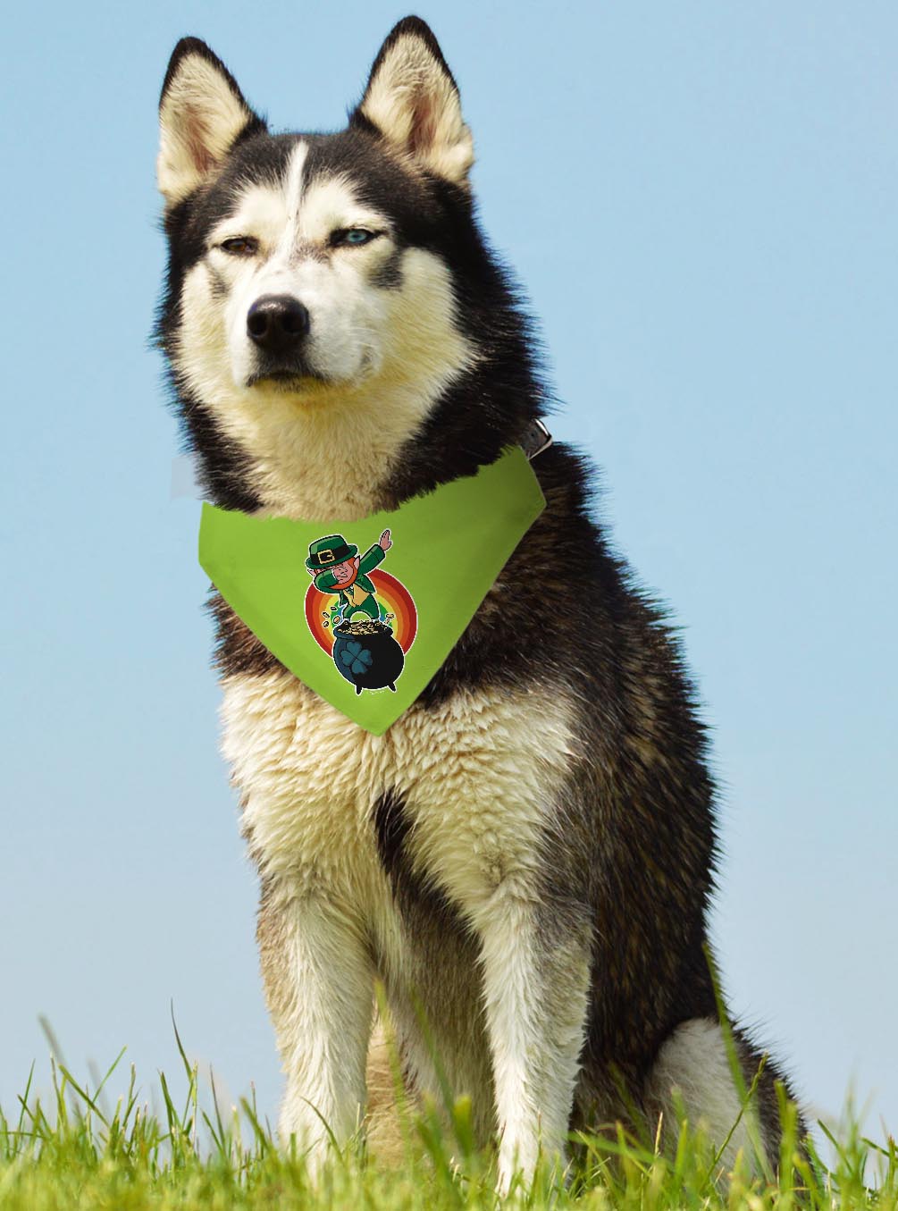 larger dog with scarf