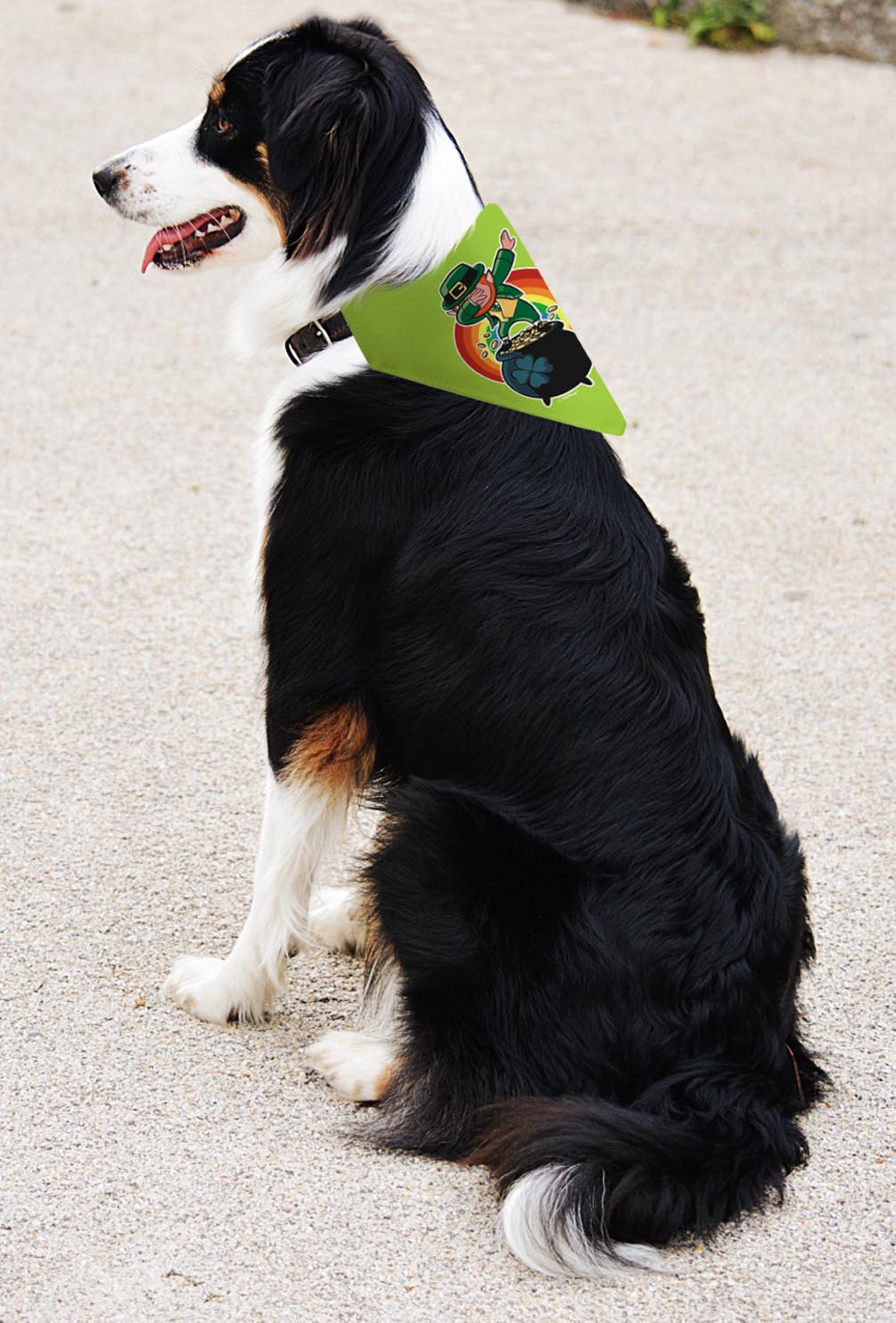 larger dog with scarf