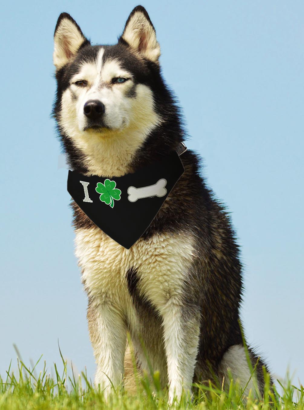 larger dog with scarf