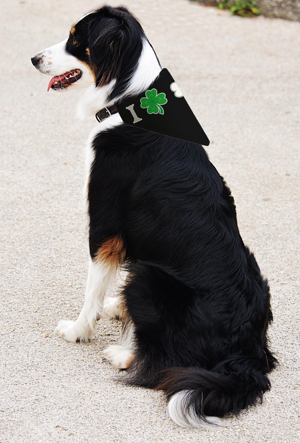 larger dog with scarf