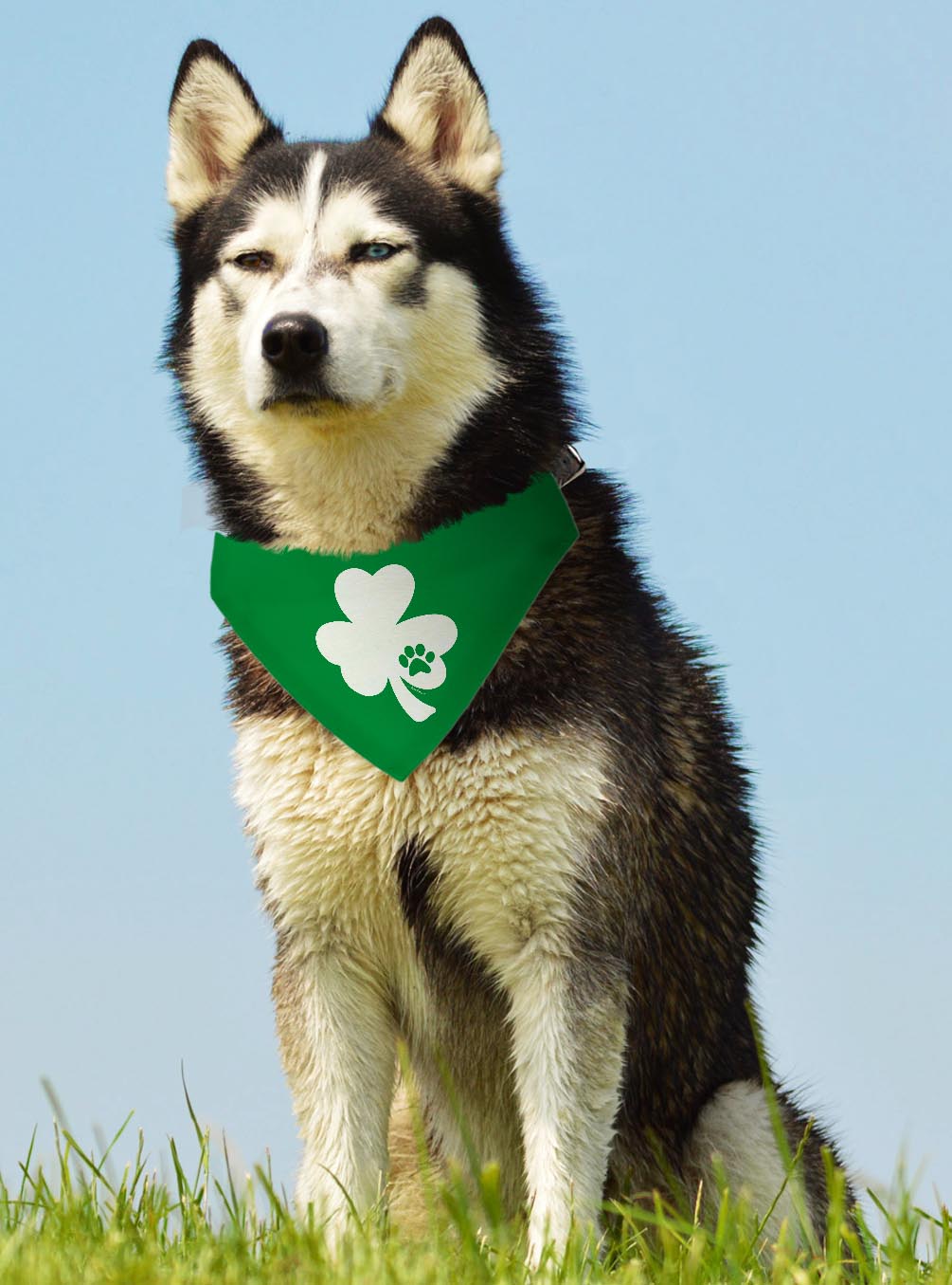 larger dog with scarf