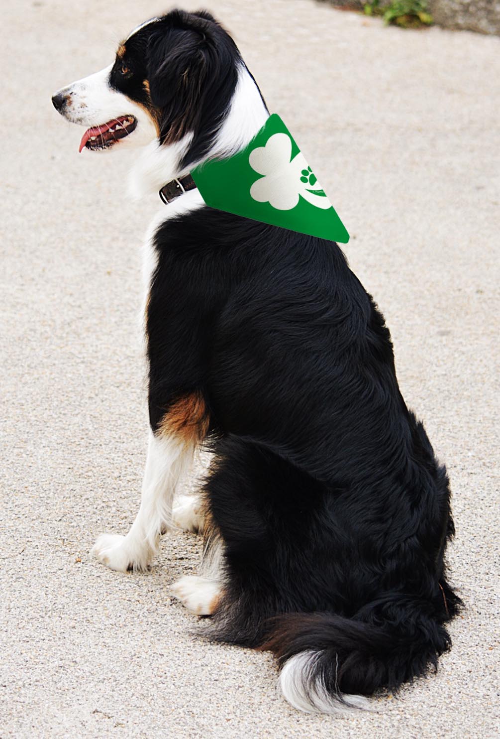 larger dog with scarf