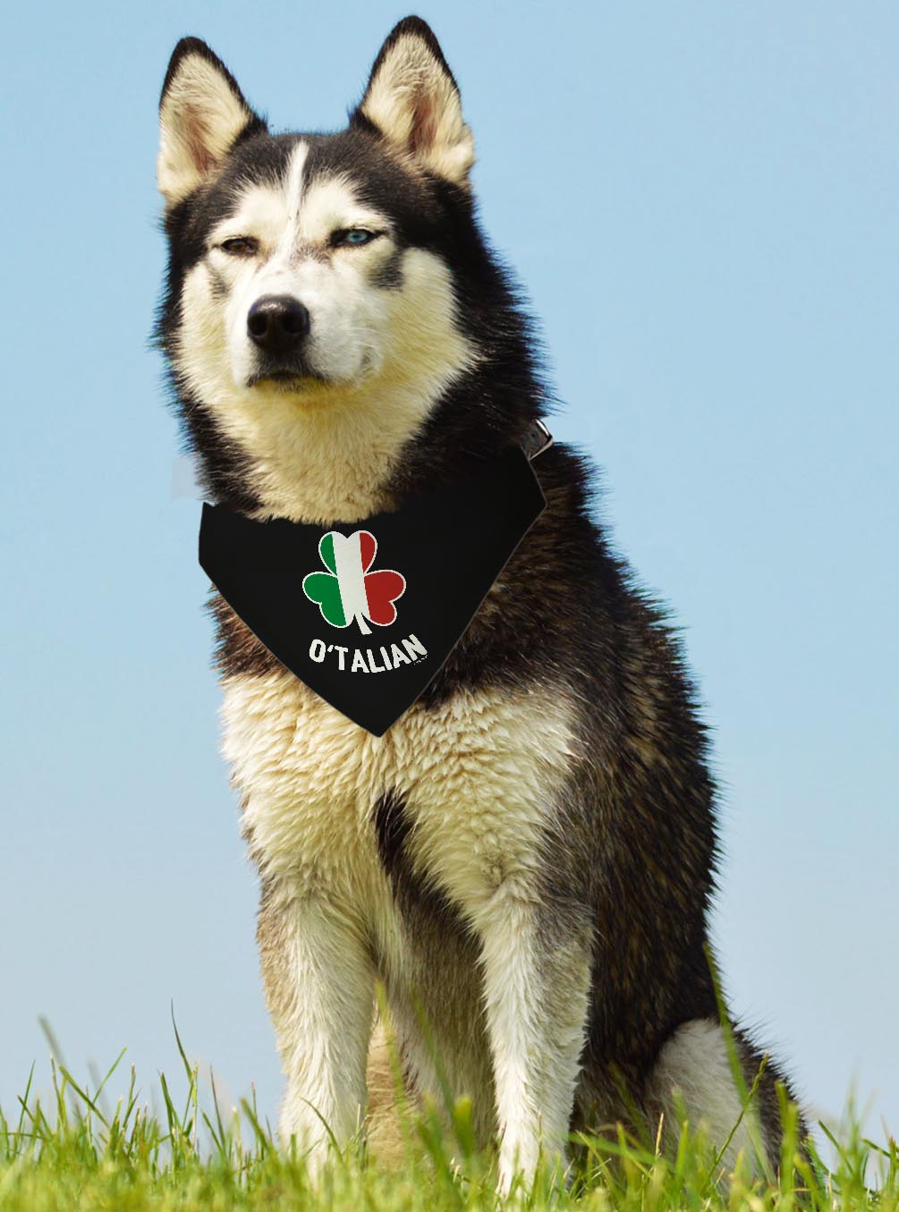 larger dog with scarf