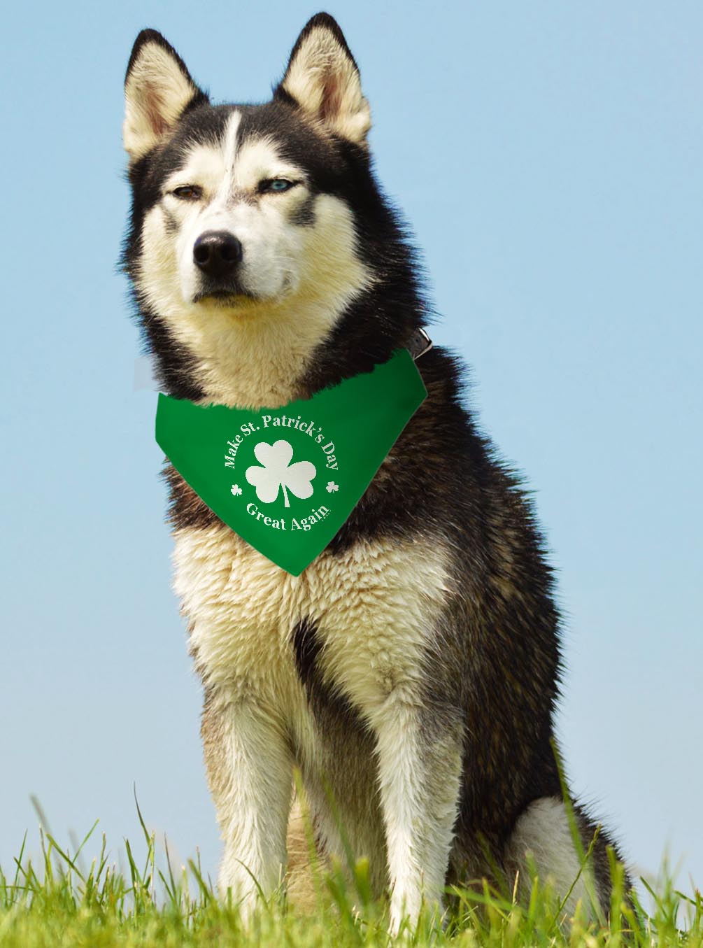 larger dog with scarf