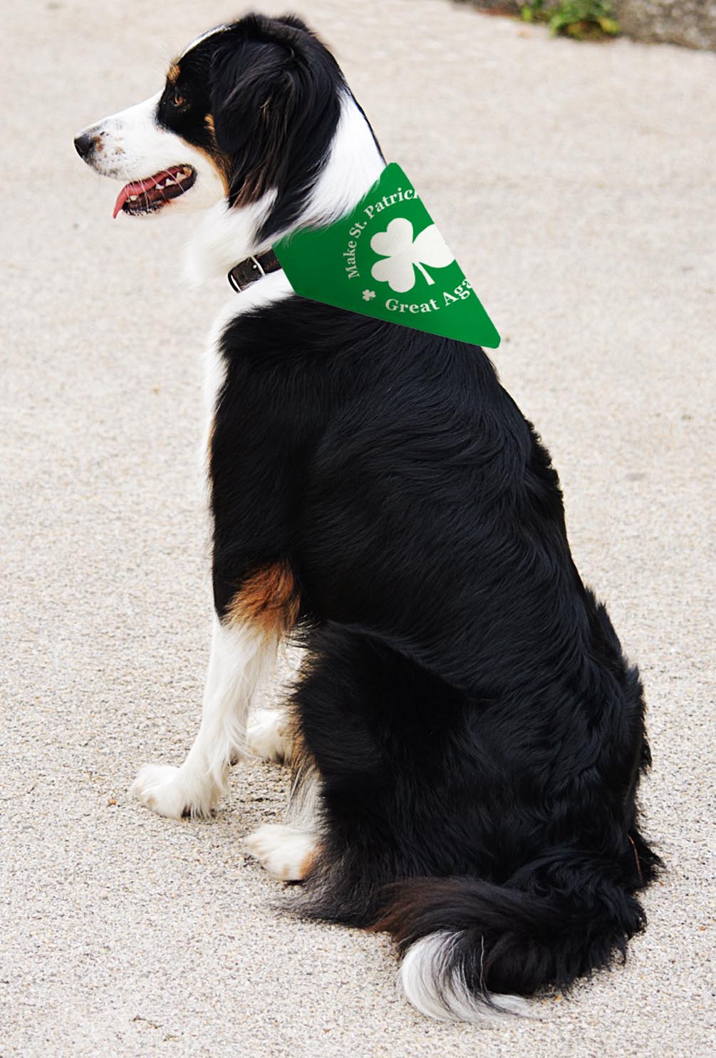 larger dog with scarf
