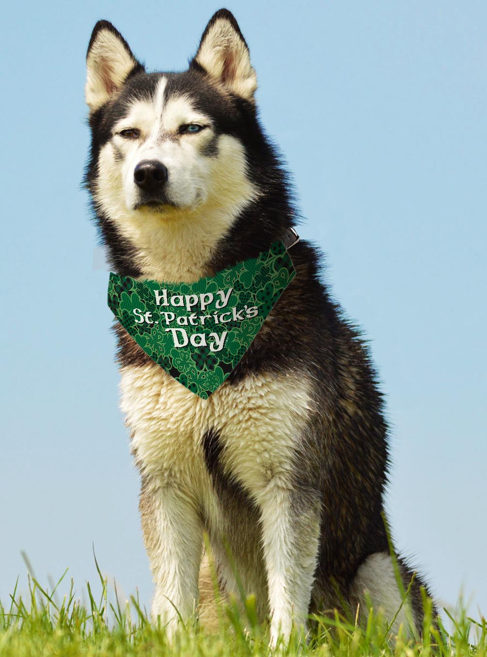 larger dog with scarf