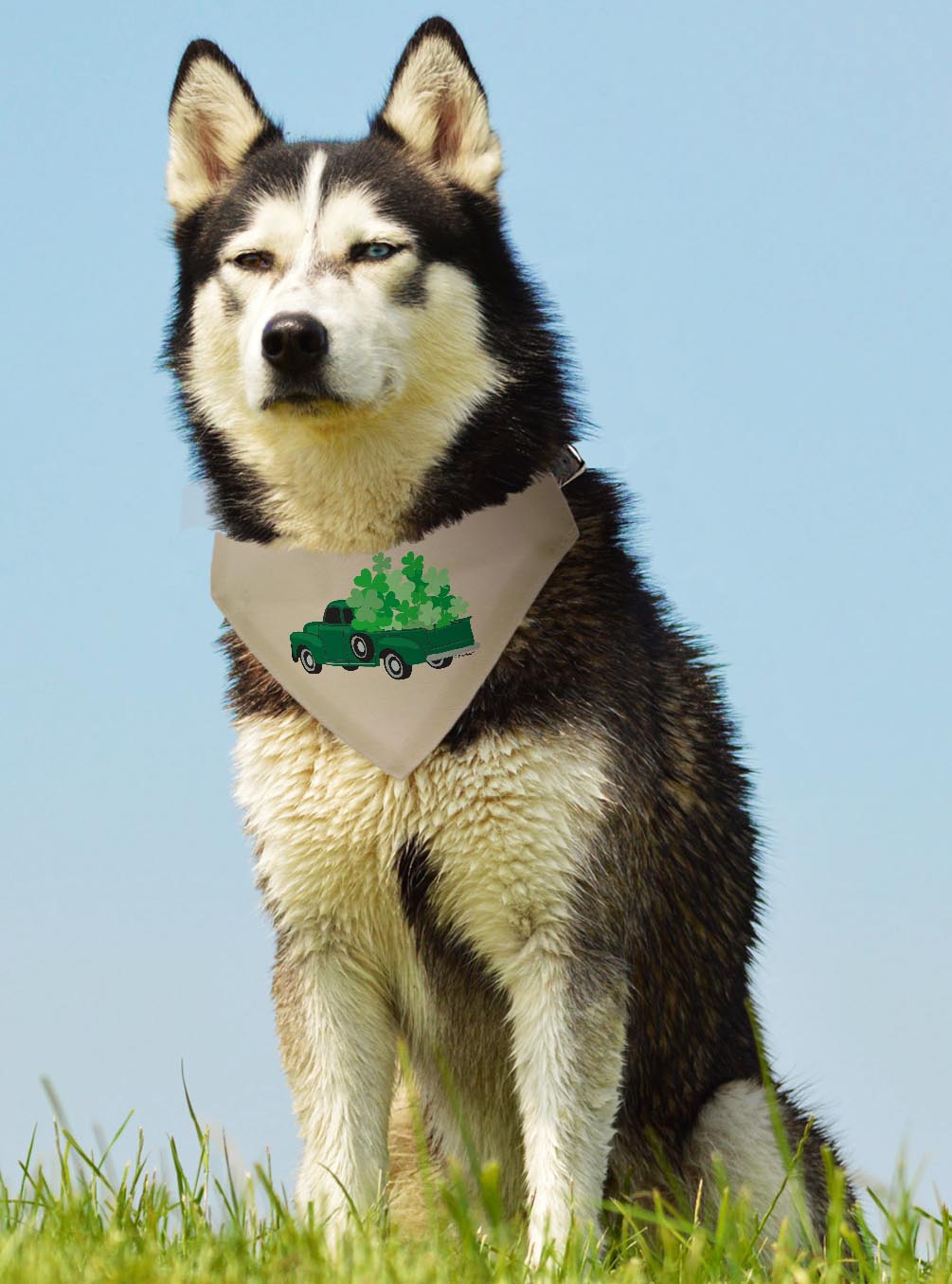 larger dog with scarf