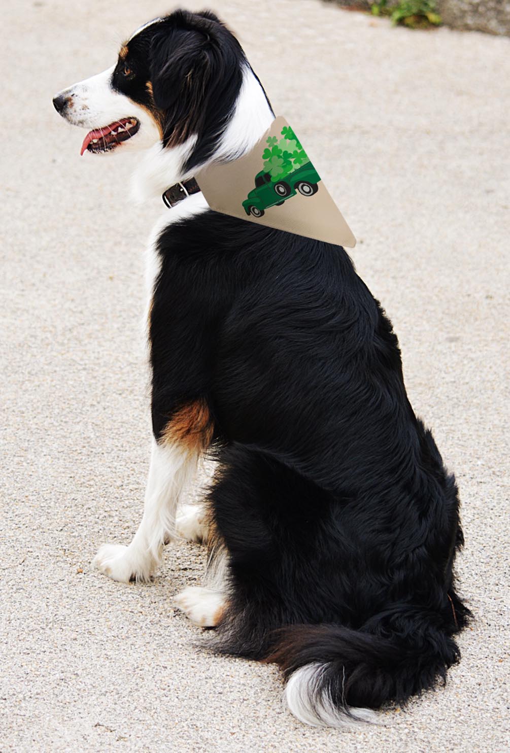 larger dog with scarf