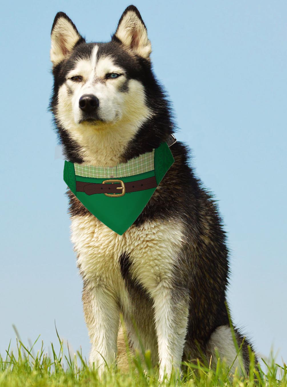larger dog with scarf