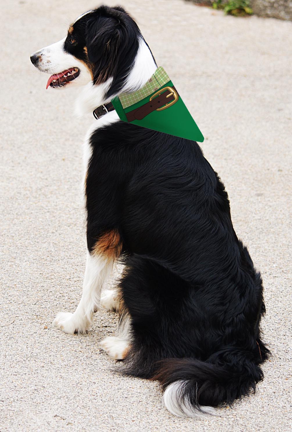 larger dog with scarf