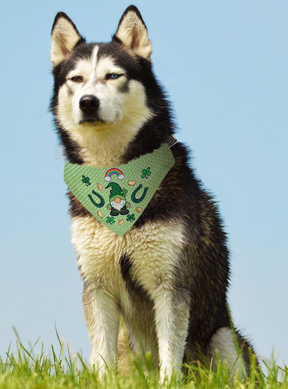 larger dog with scarf