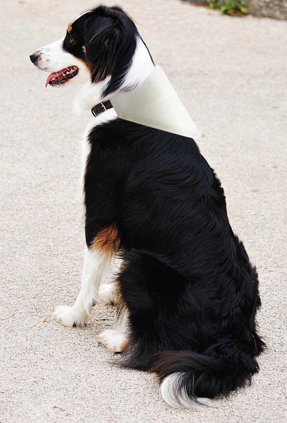 larger dog with scarf