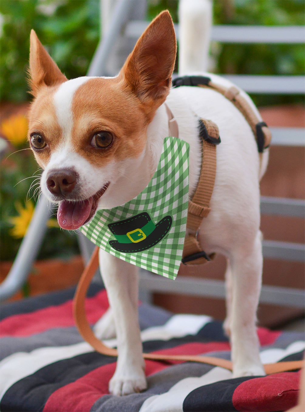 small dog with scarf