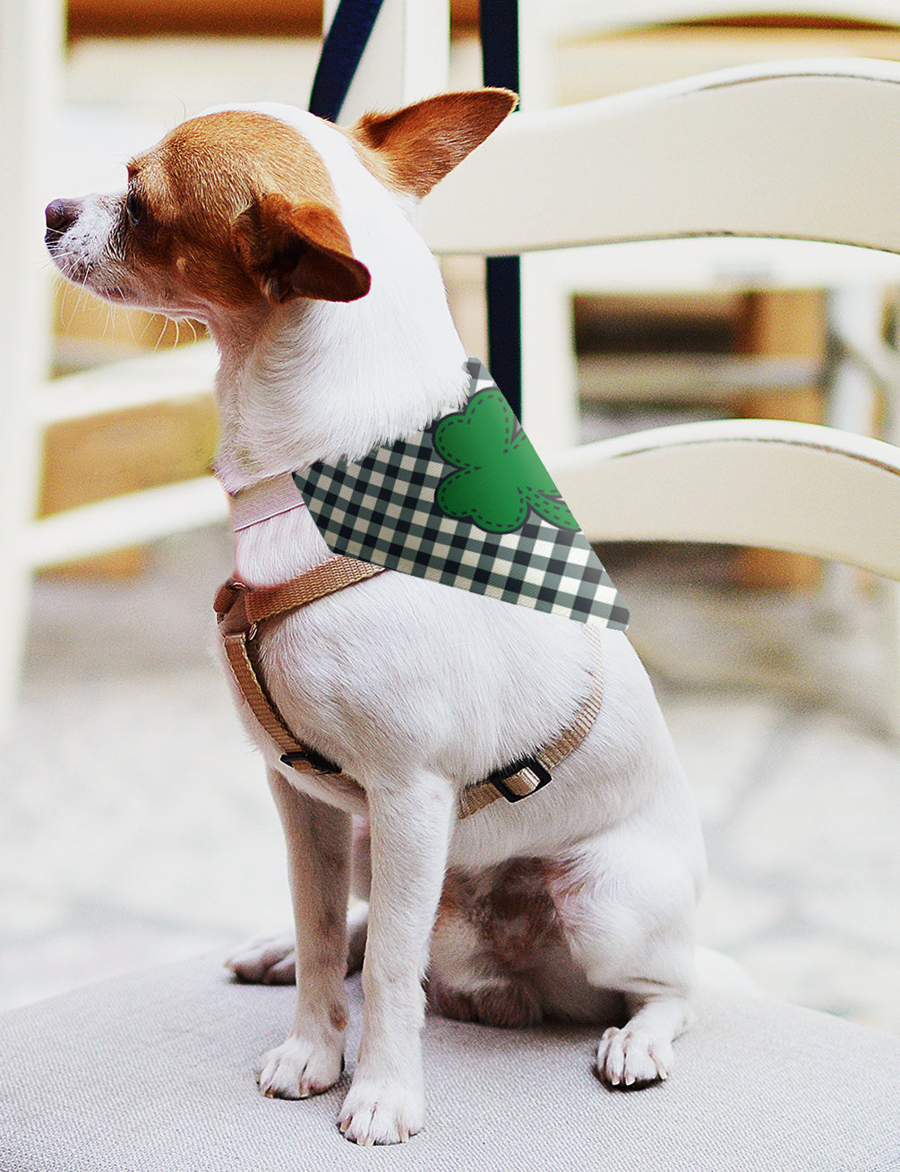 small dog with scarf