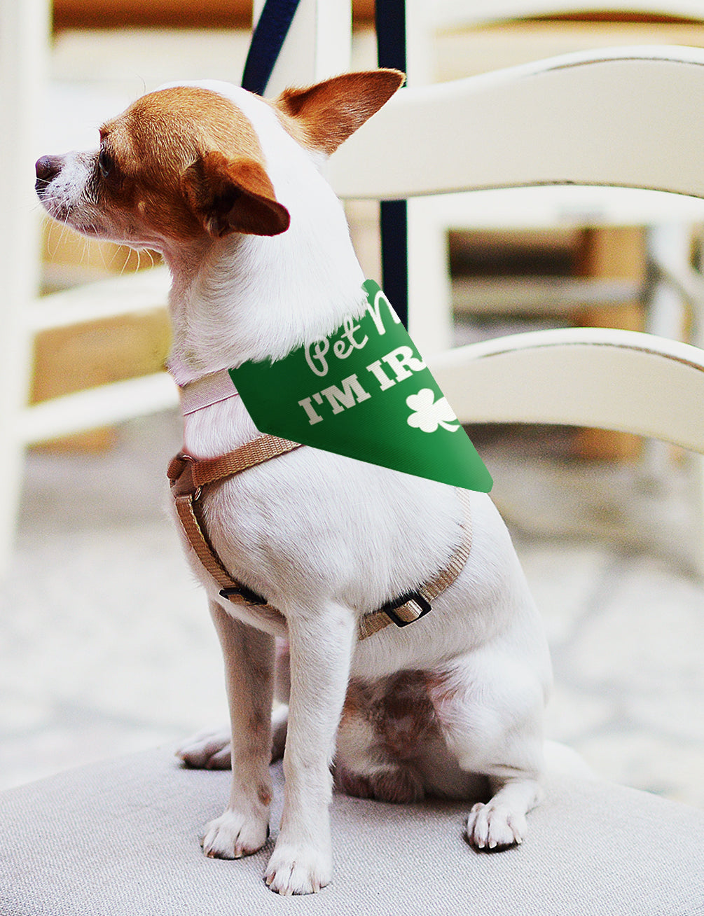 small dog with scarf