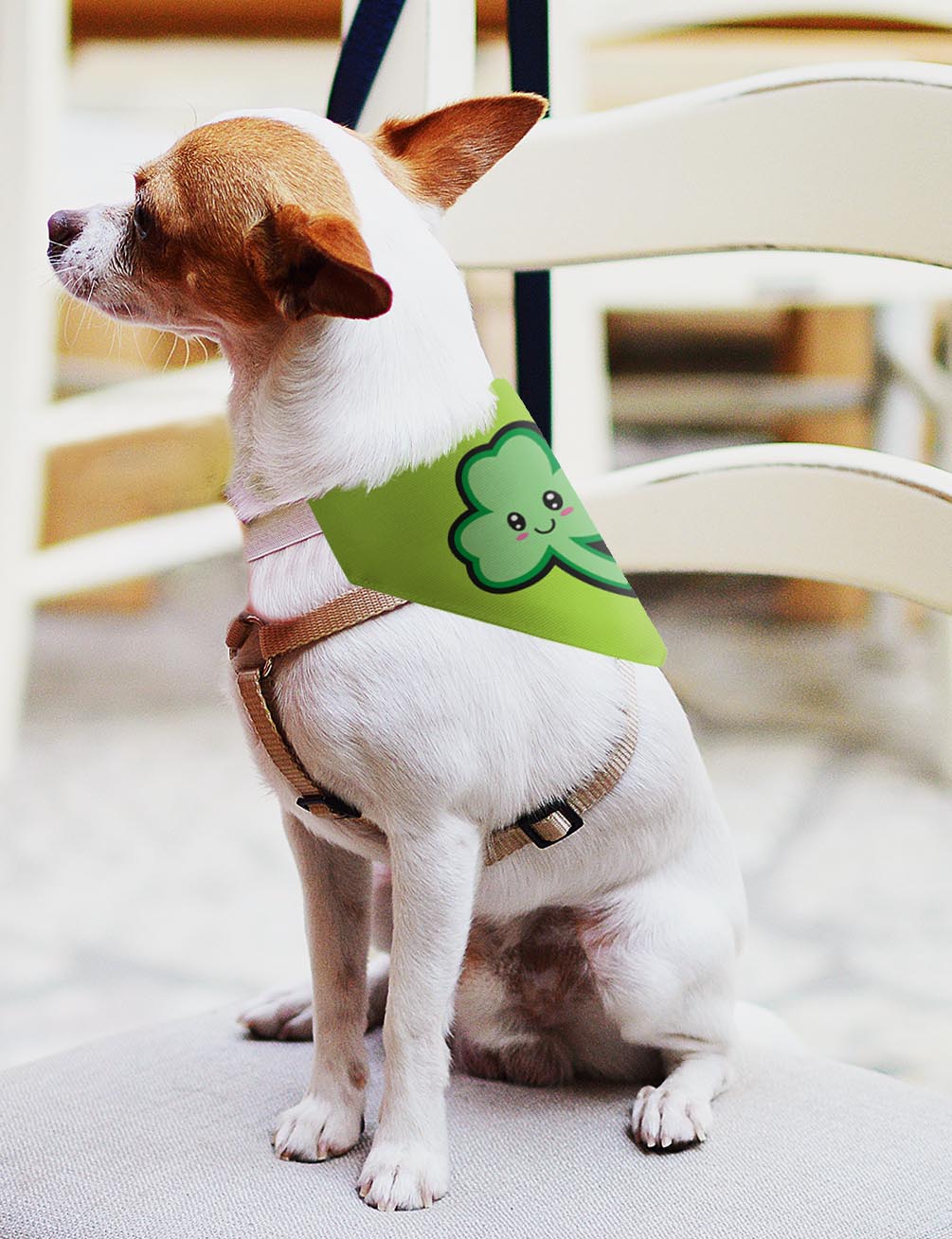 small dog with scarf