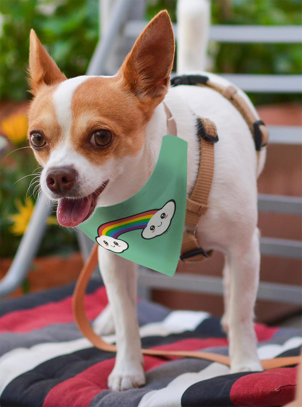 small dog with scarf