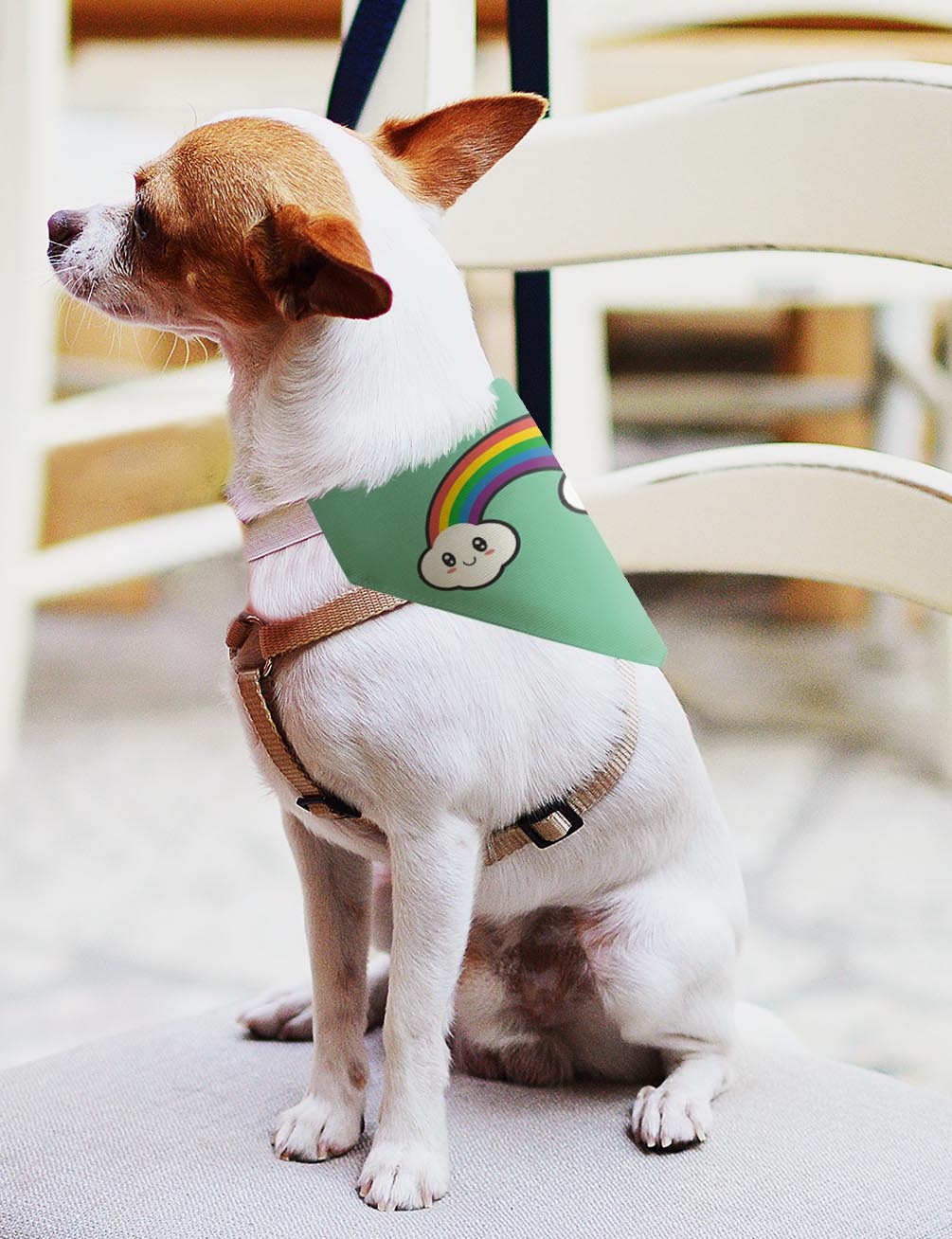 small dog with scarf