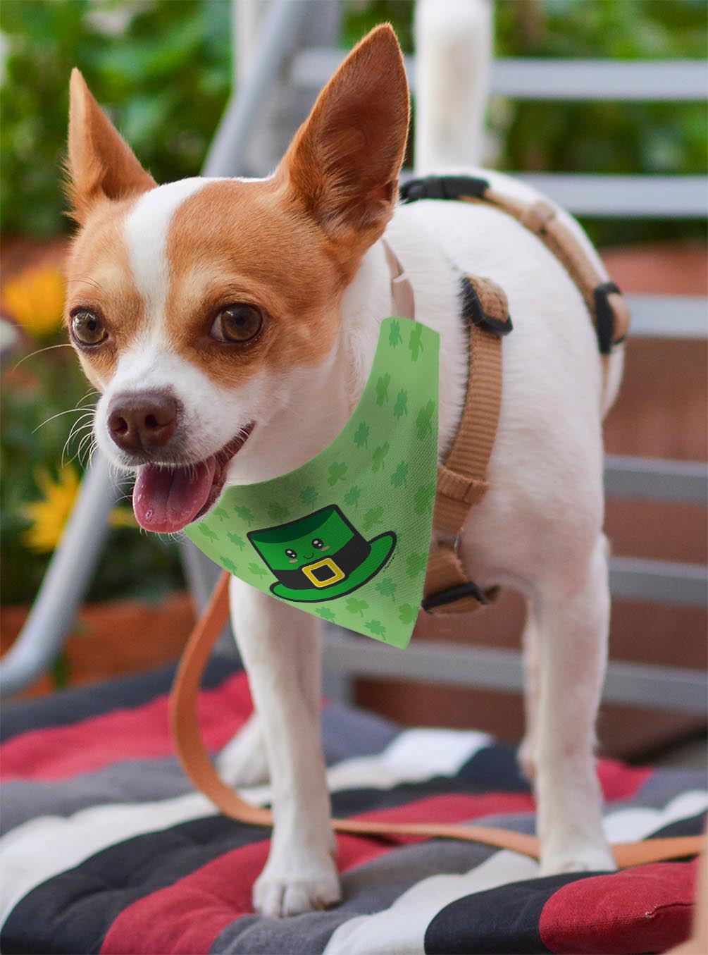small dog with scarf