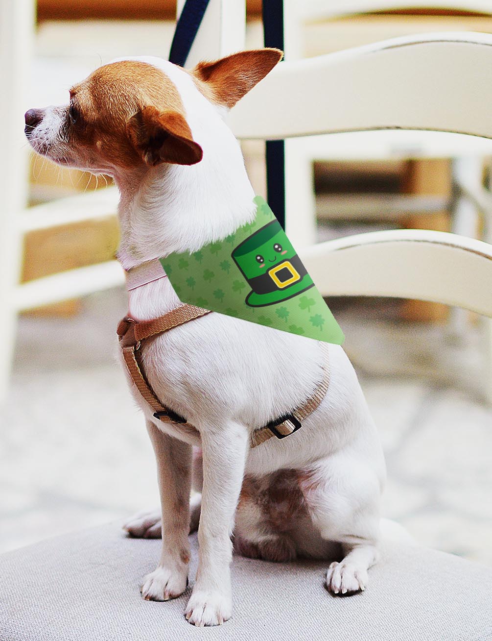 small dog with scarf