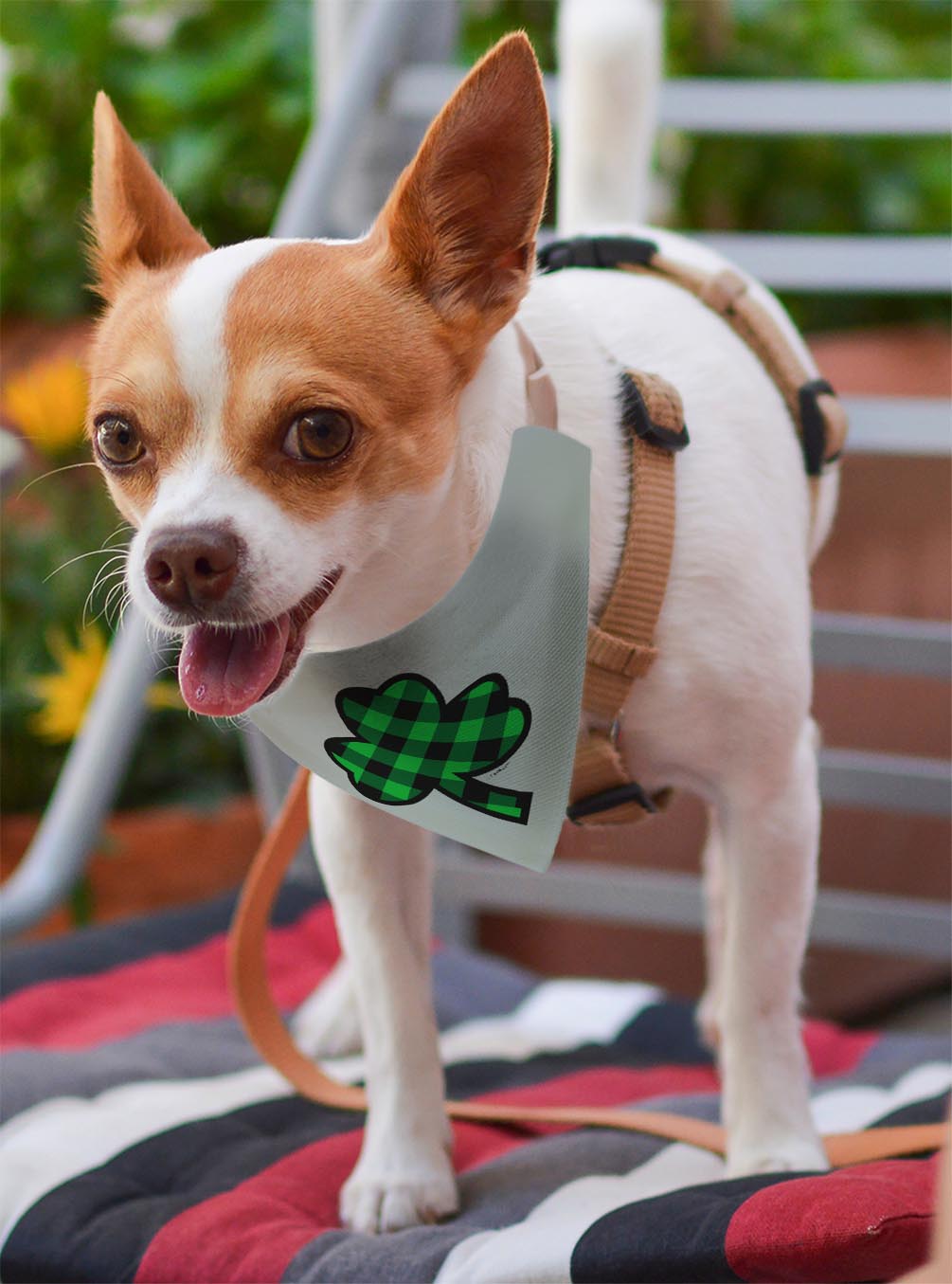 small dog with scarf