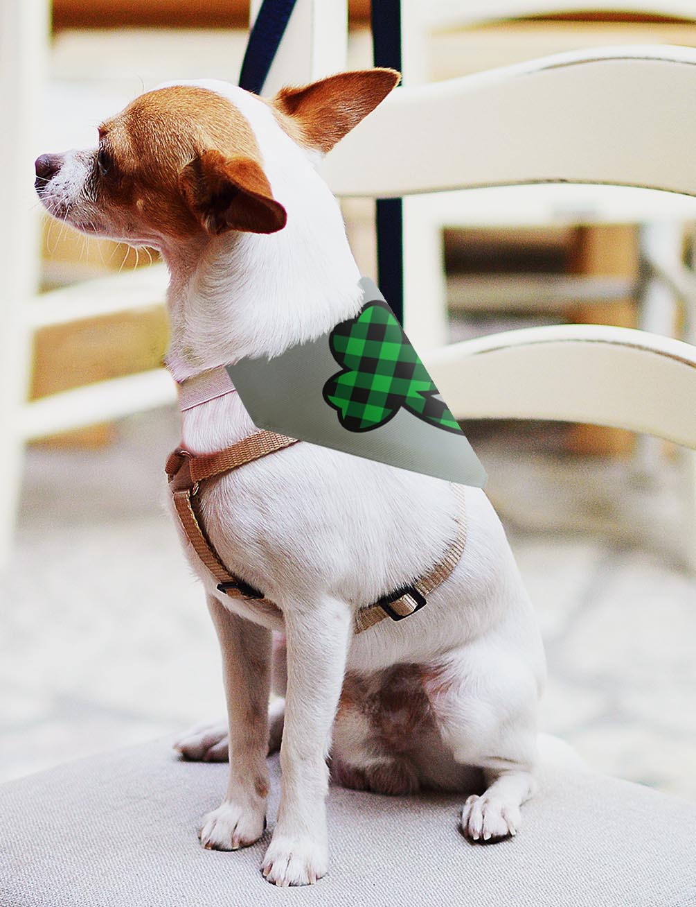 small dog with scarf