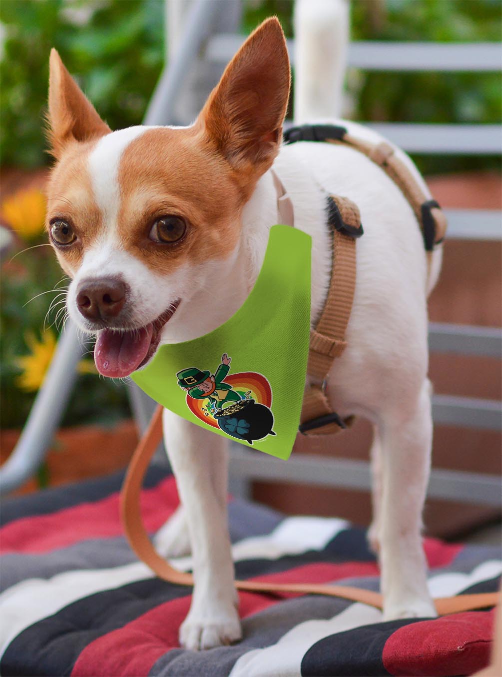 small dog with scarf