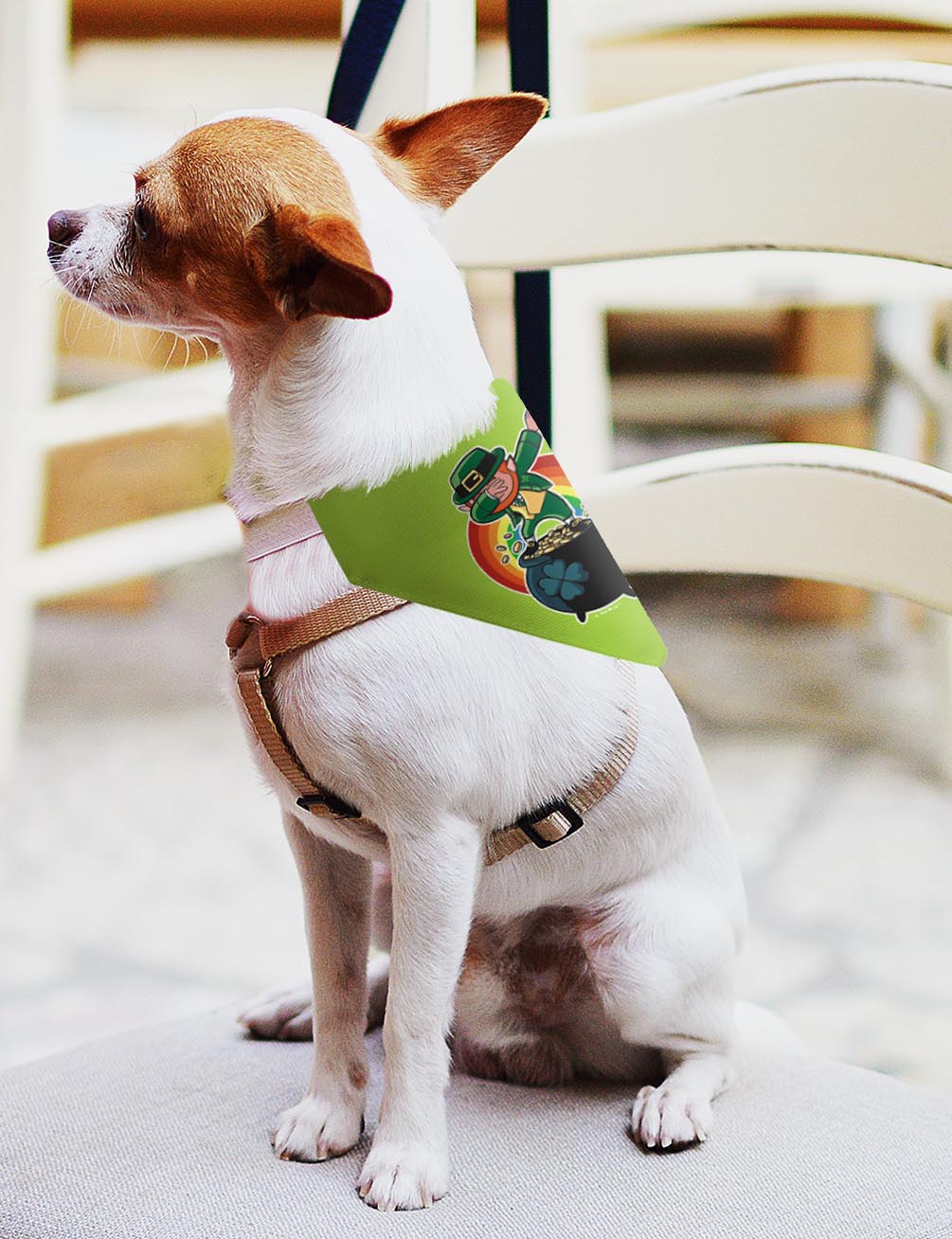 small dog with scarf