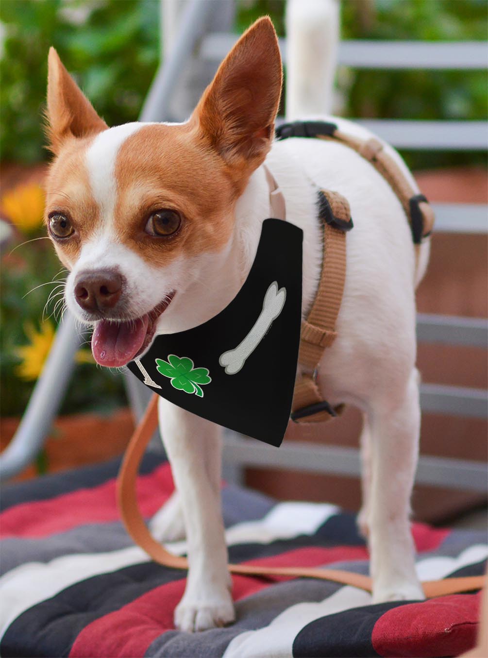 small dog with scarf