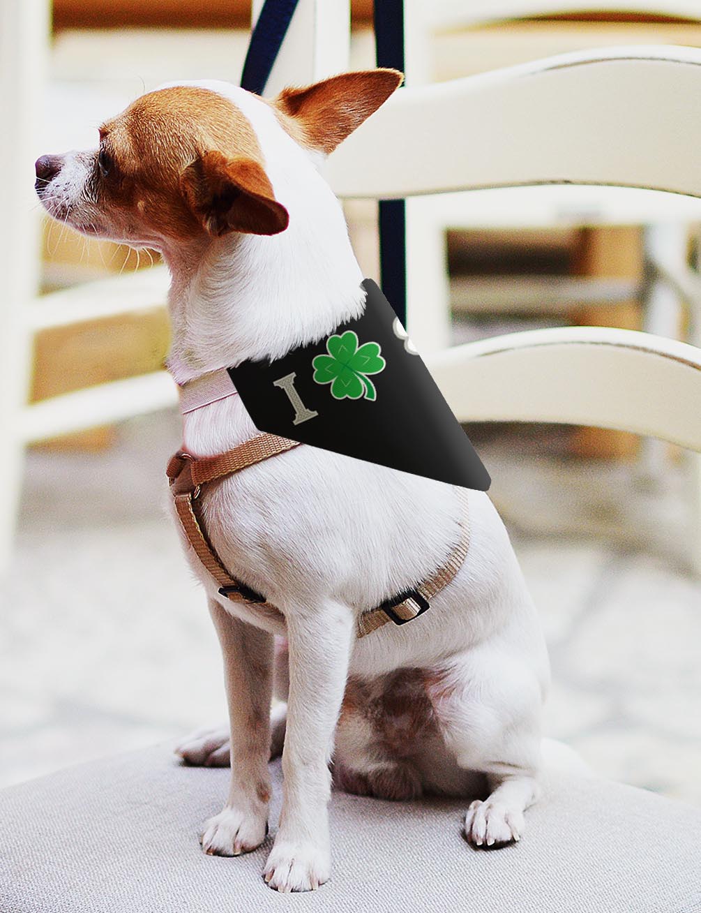 small dog with scarf