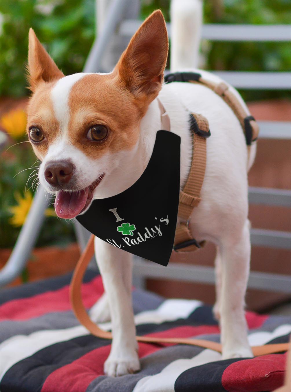 small dog with scarf