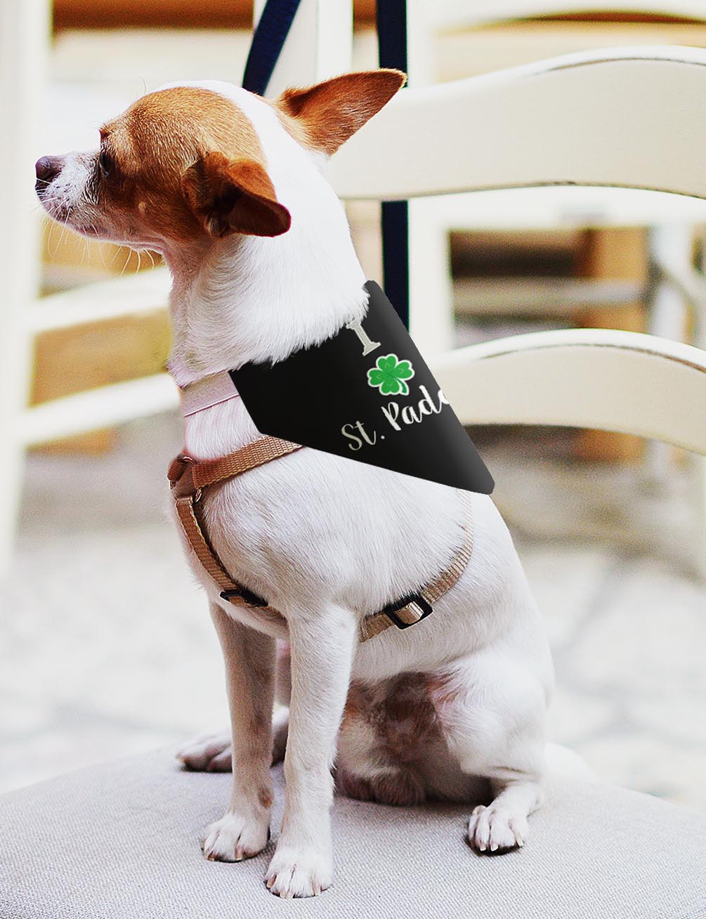 small dog with scarf