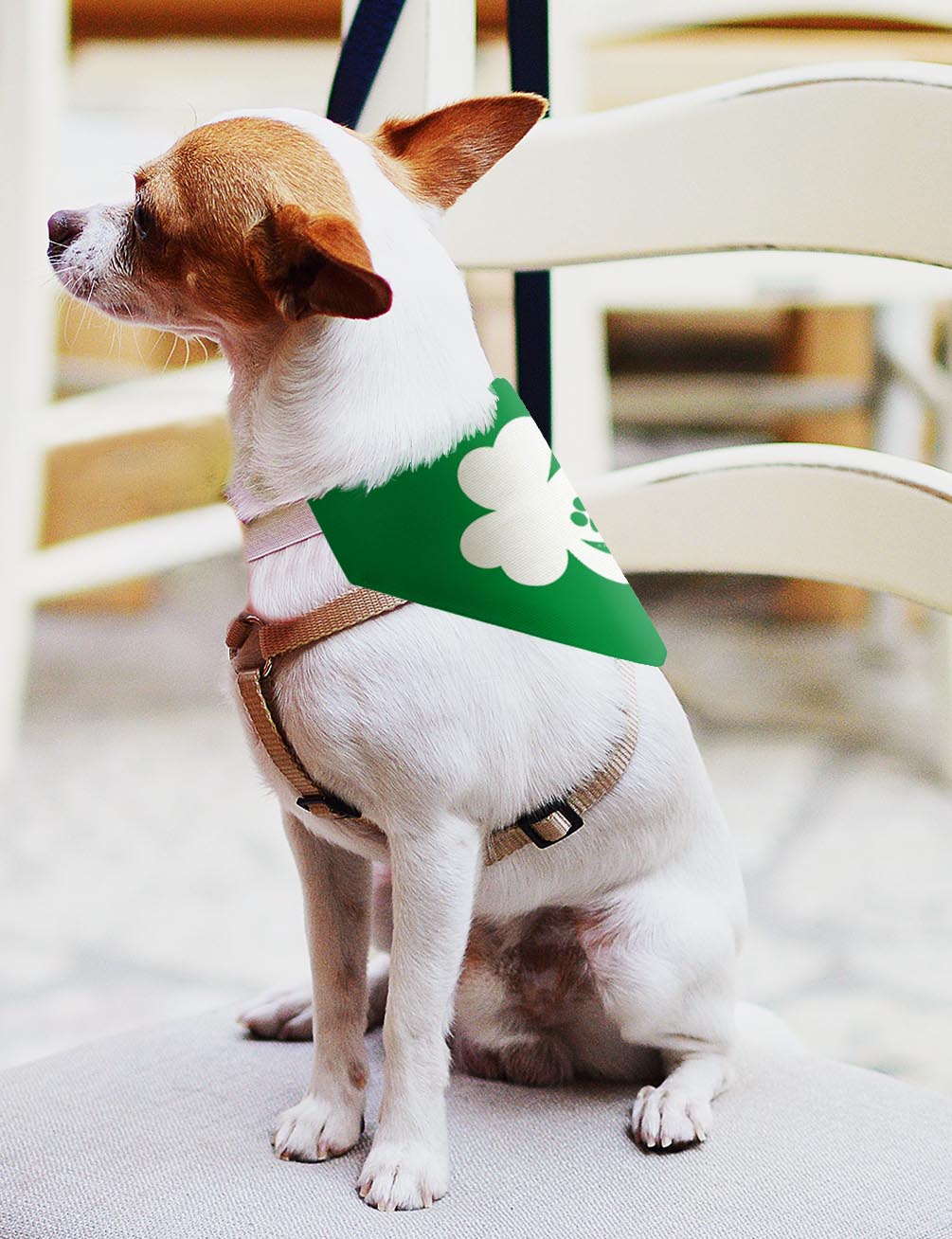 small dog with scarf