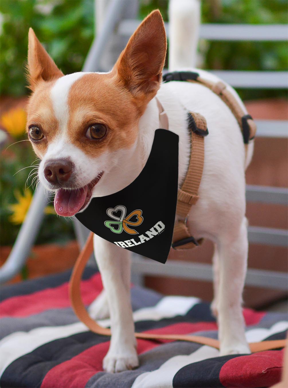 small dog with scarf