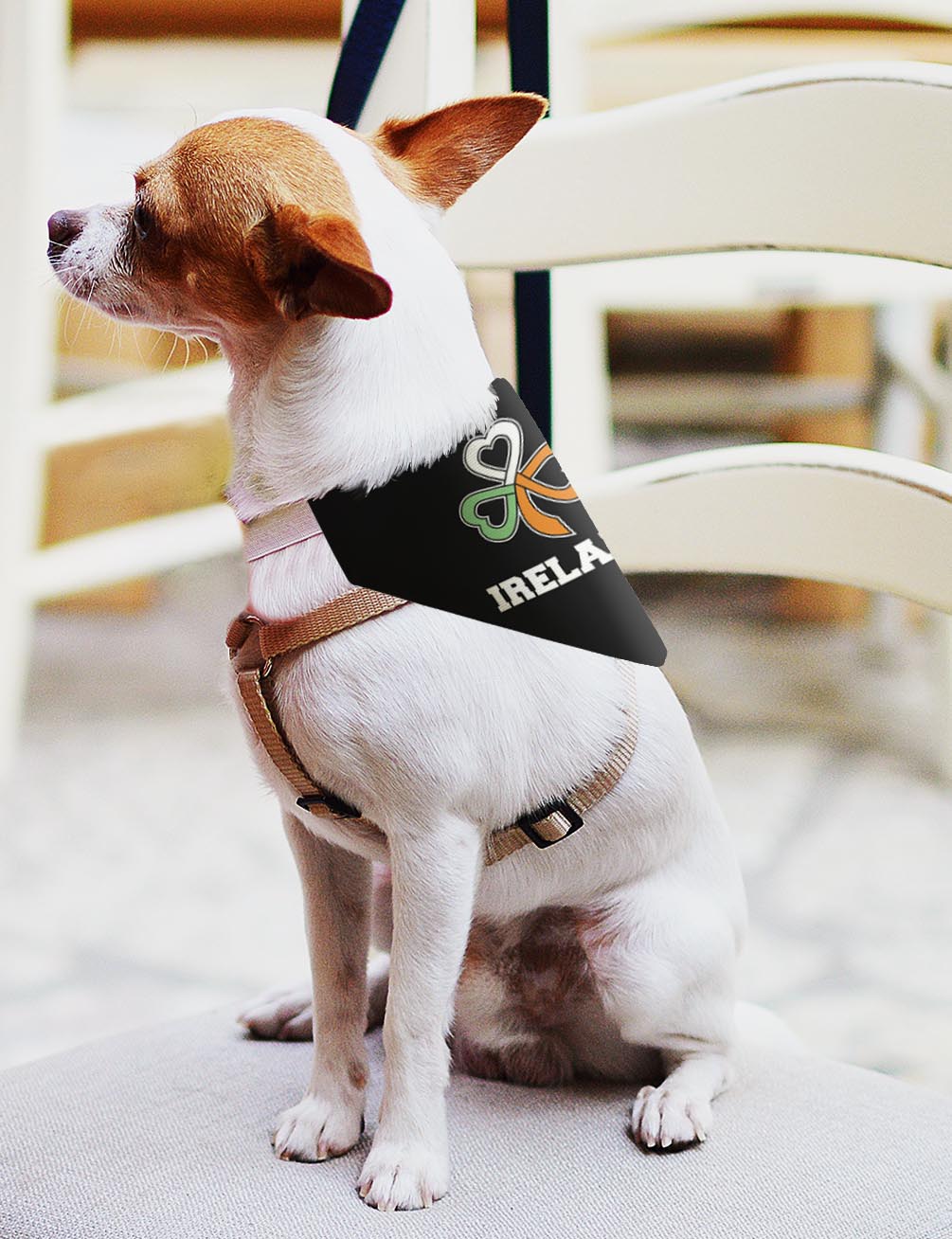 small dog with scarf