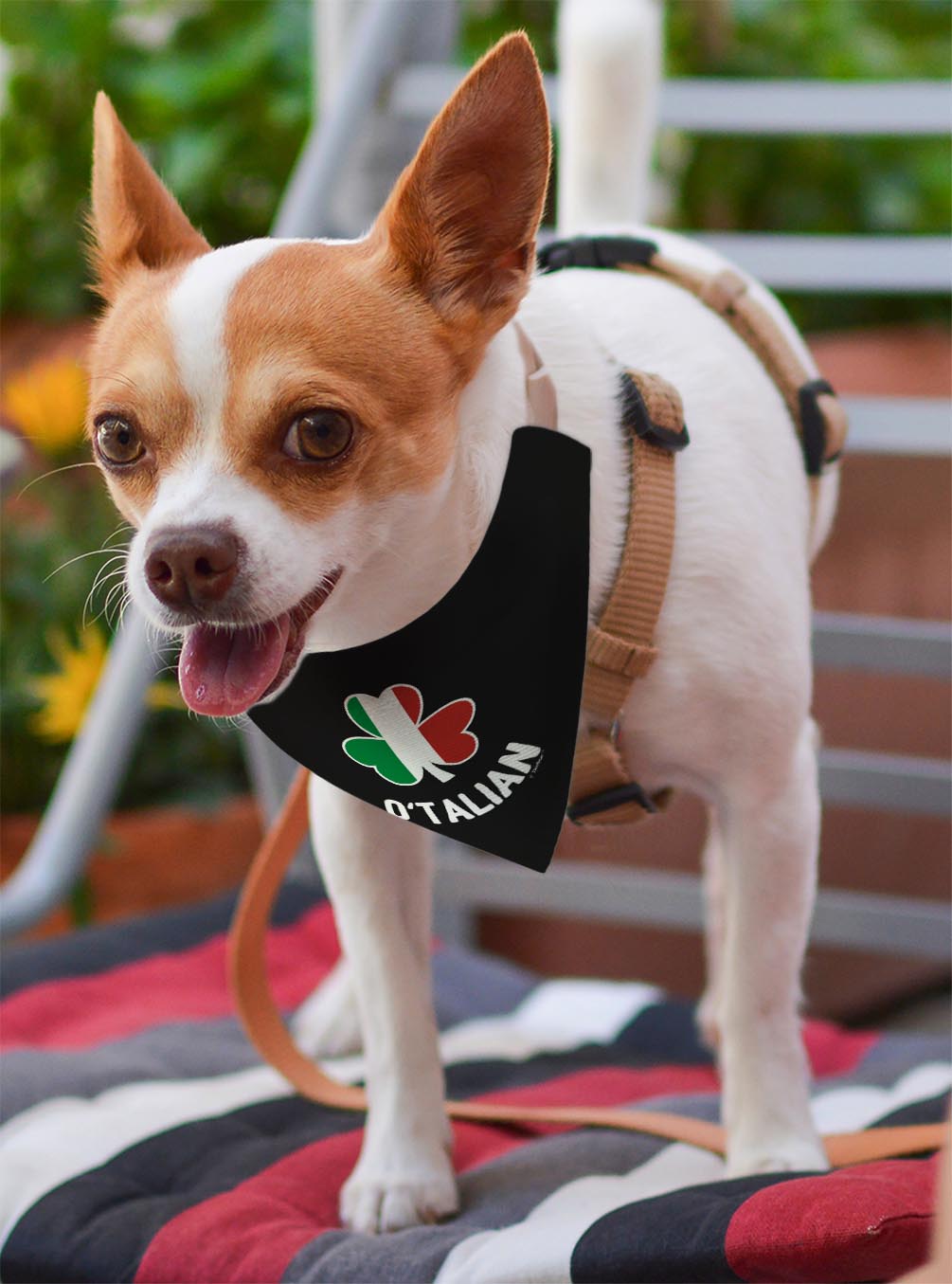 small dog with scarf
