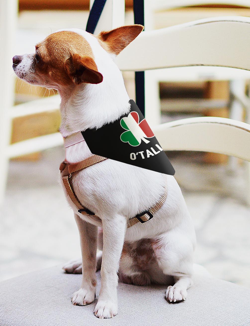 small dog with scarf