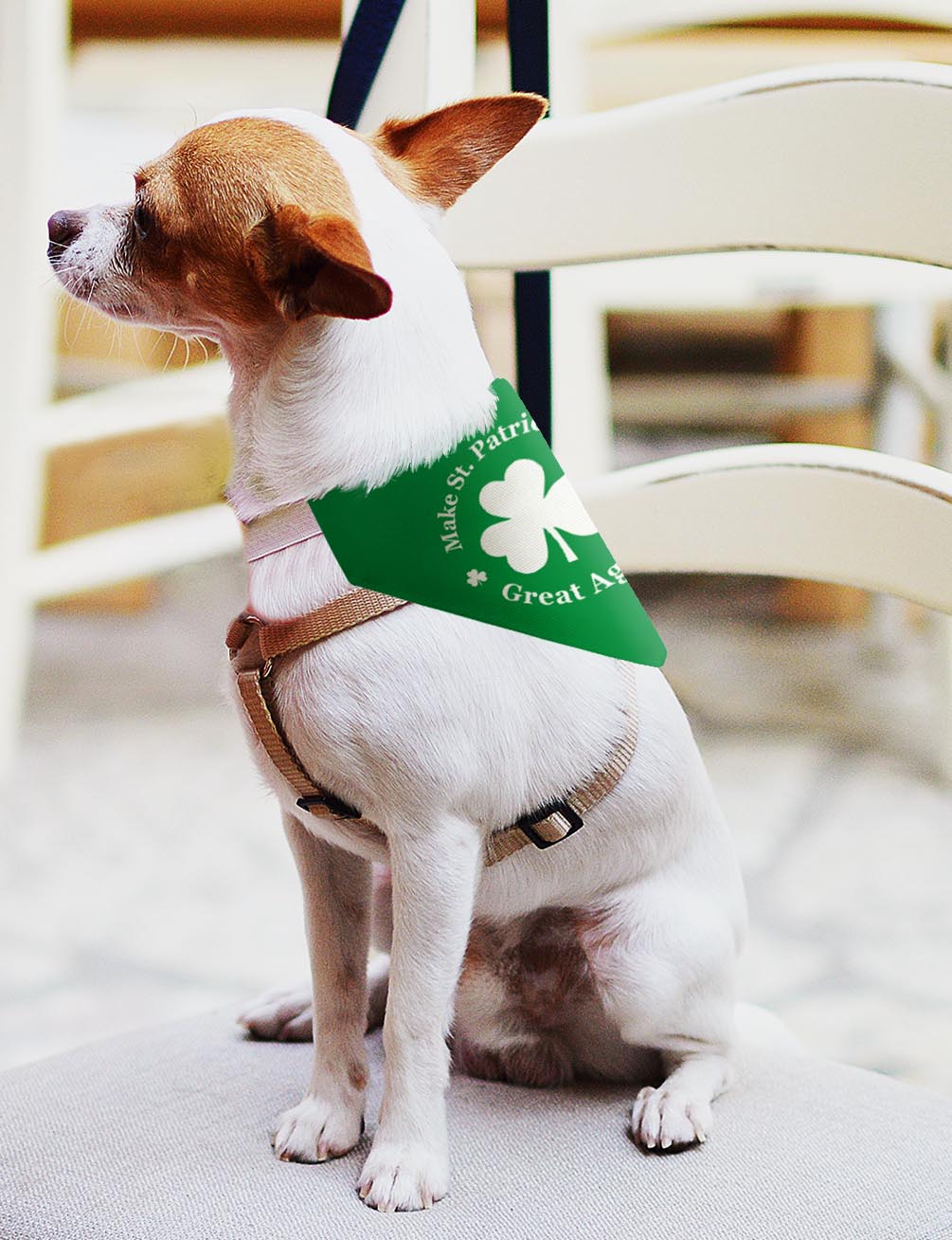 small dog with scarf