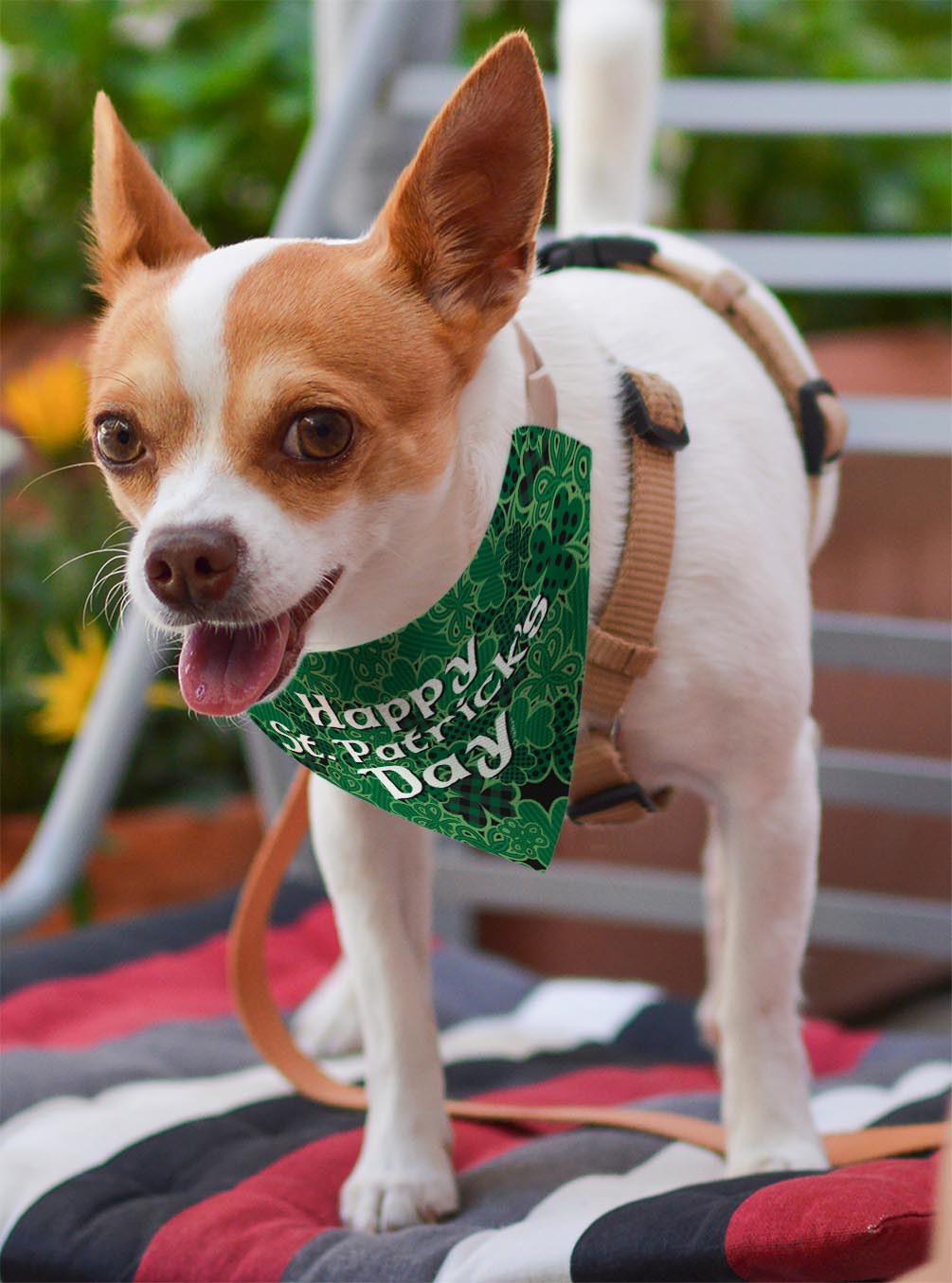 small dog with scarf