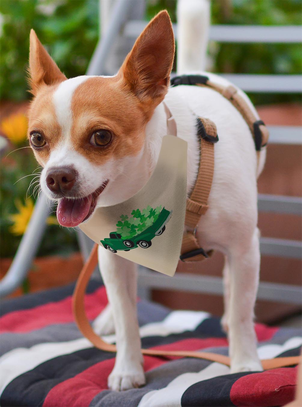 small dog with scarf