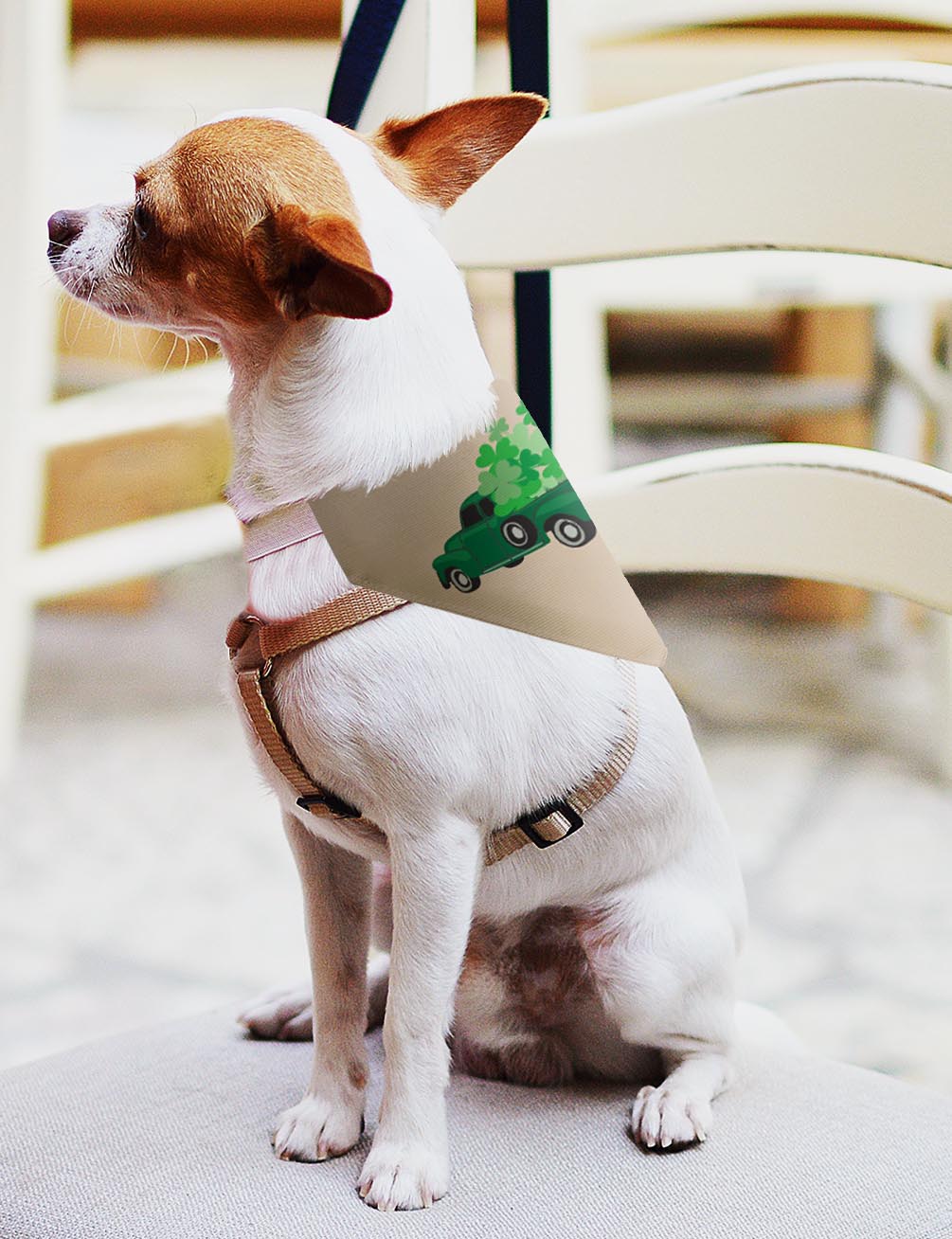 small dog with scarf