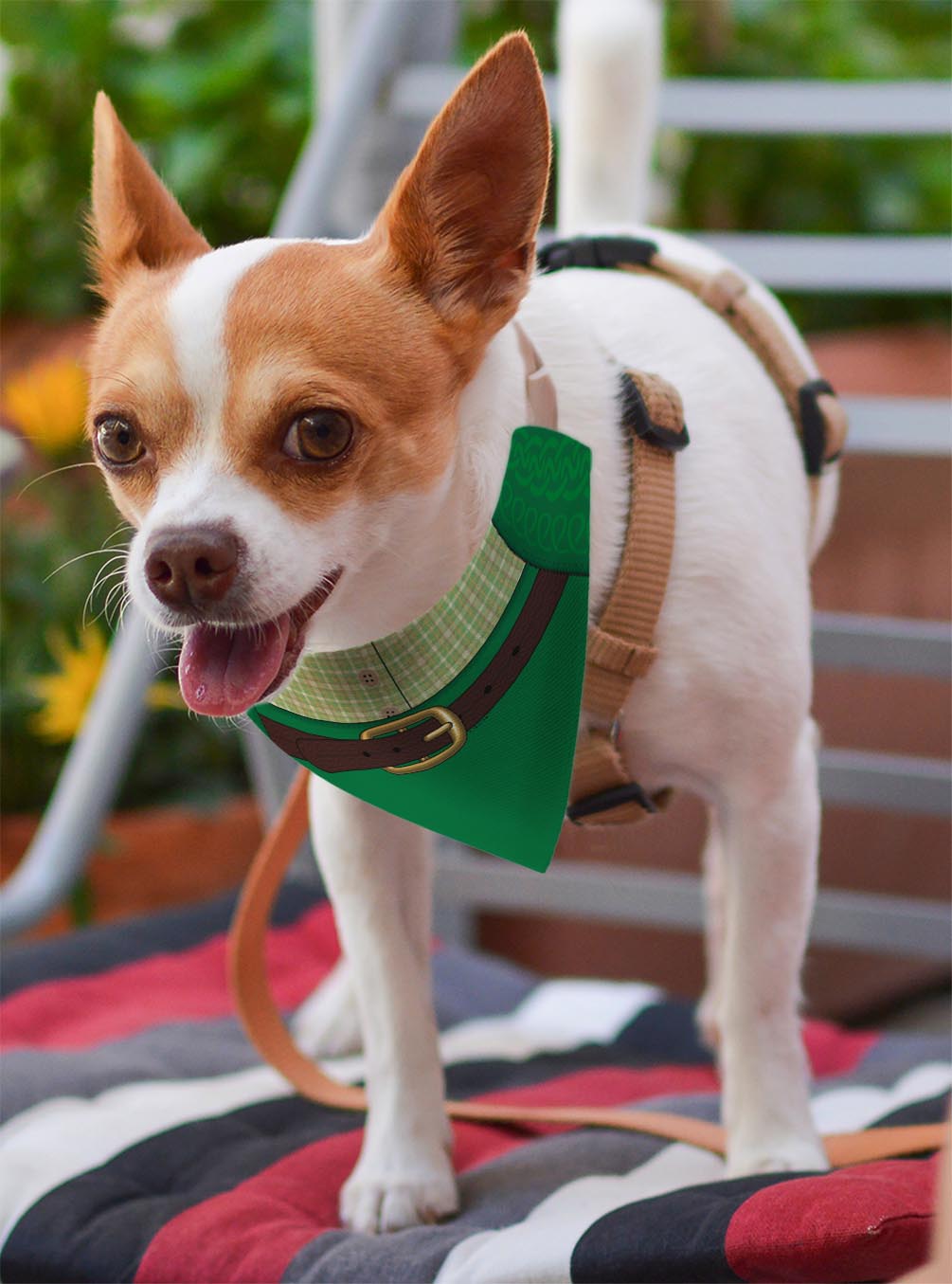 small dog with scarf