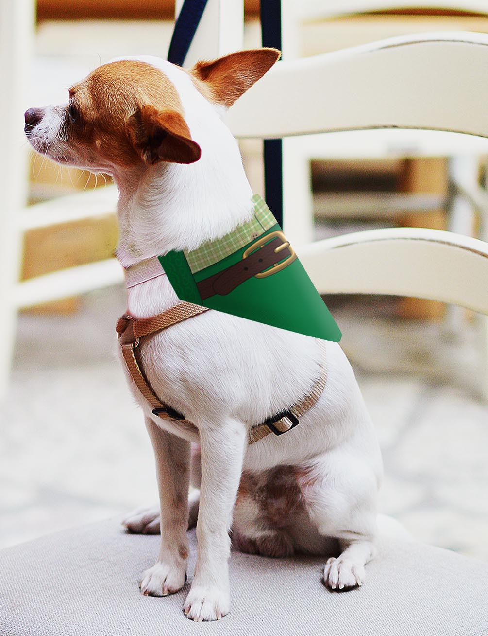 small dog with scarf